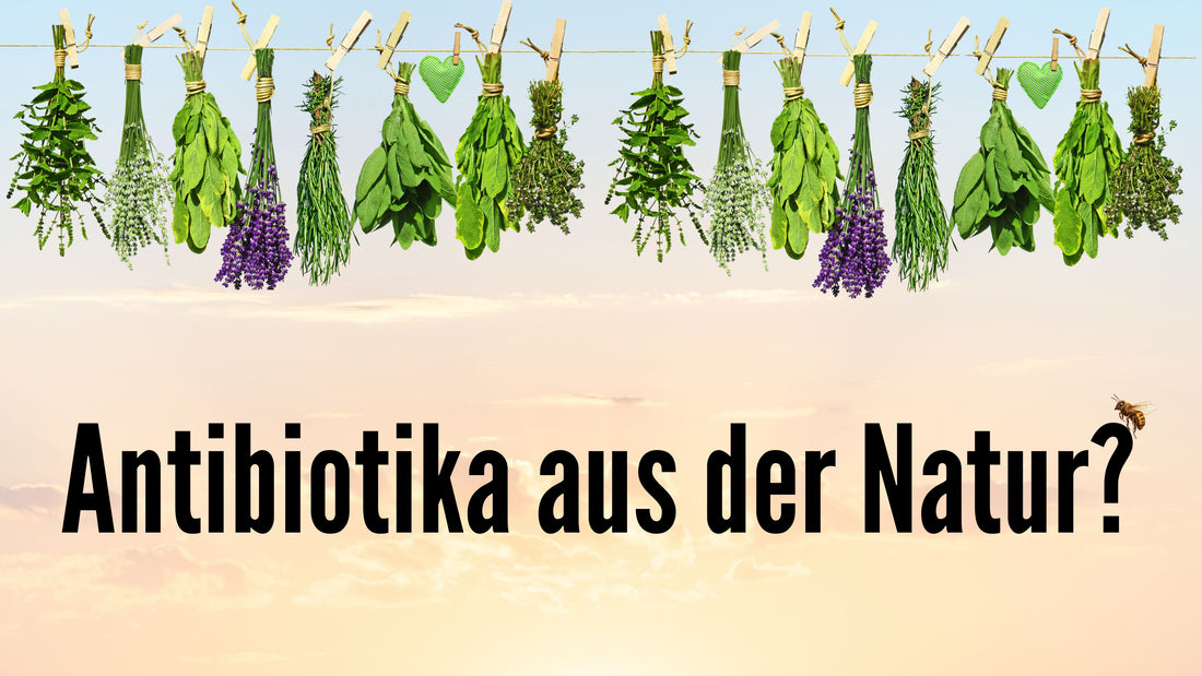 Our Top 3 Purely Natural Antbiotics